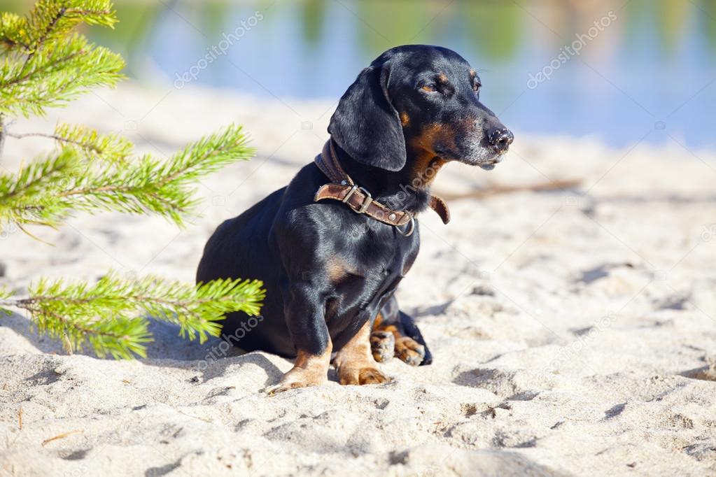 Image of dog on the lake