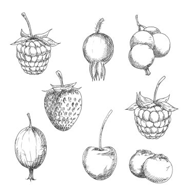 Fresh berry fruits sketches in engraving style