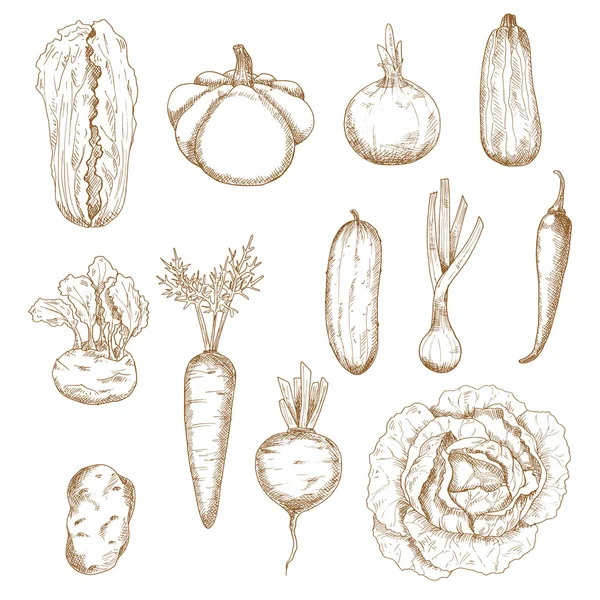 Gesundes Gemüse vereinzelte Skizzen gesetzt — Stockvektor