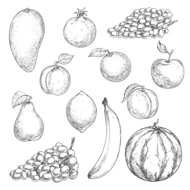 Fresh fruits sketches for food design