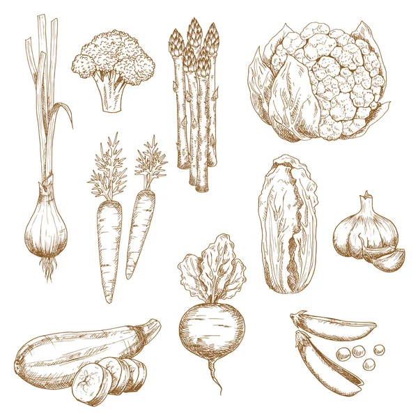Vintage sketches of farm vegetables — Stock Illustration Vintage sketches of farm vegetables Vector Graphics