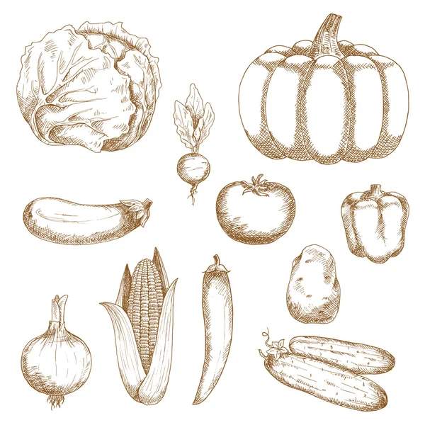 Sketches of organic fresh farm vegetables — Wektor stockowy