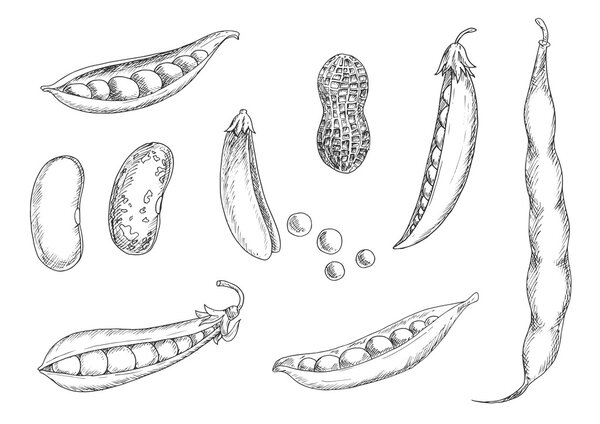 Sketches of peanut, pea pods and beans