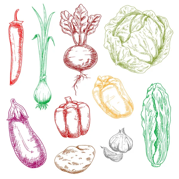 Color farm and garden vegetables sketches — Stock Illustration Color farm and garden vegetables sketches Royalty Free Stock Vectors