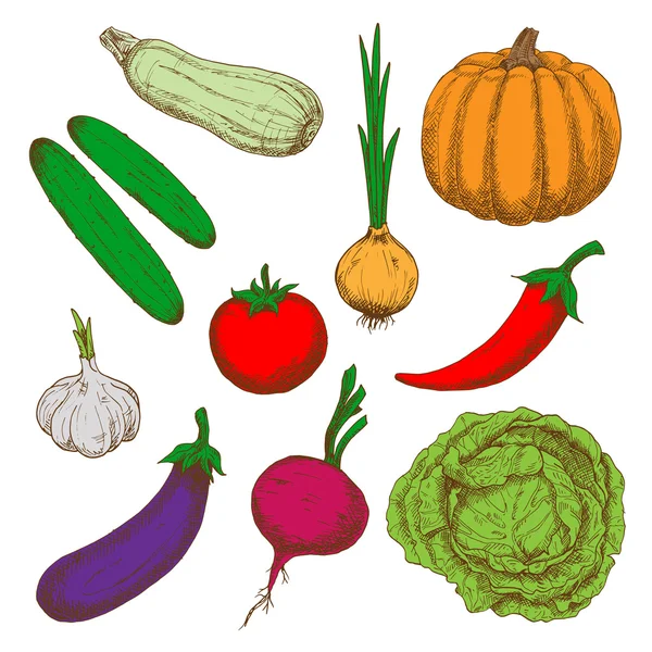 Healthy farm vegetables color sketches — Stock Vector