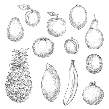 Tropical and garden fruits sketches