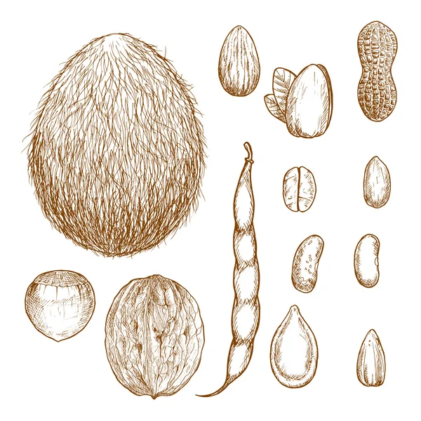 Croquis de noix, haricots et graines — Image vectorielle