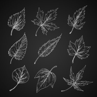 Leaves silhouettes chalk cketches set clipart