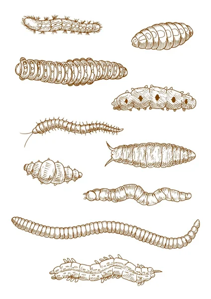 Caterpillars, worms and larvae sketches — Stock Vector