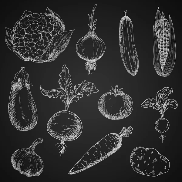 Fresh organic vegetables sketches set — Stockový vektor
