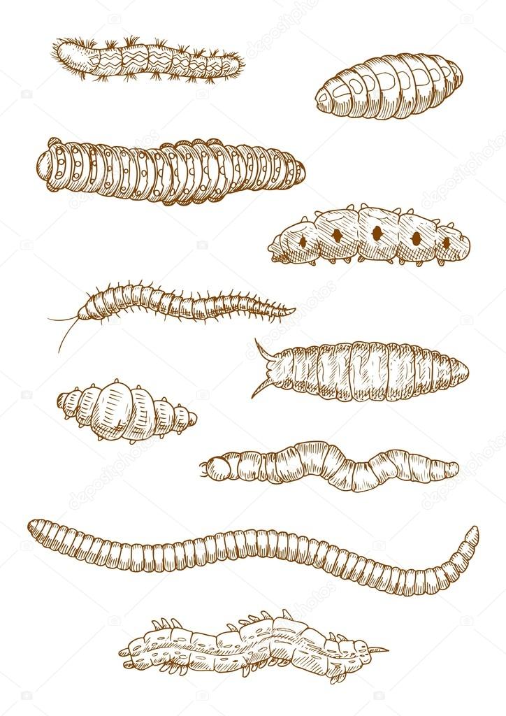 Caterpillars, worms and larvae sketches