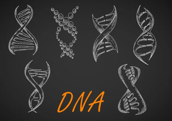 DNA helix models chalk sketches — Stock Vector