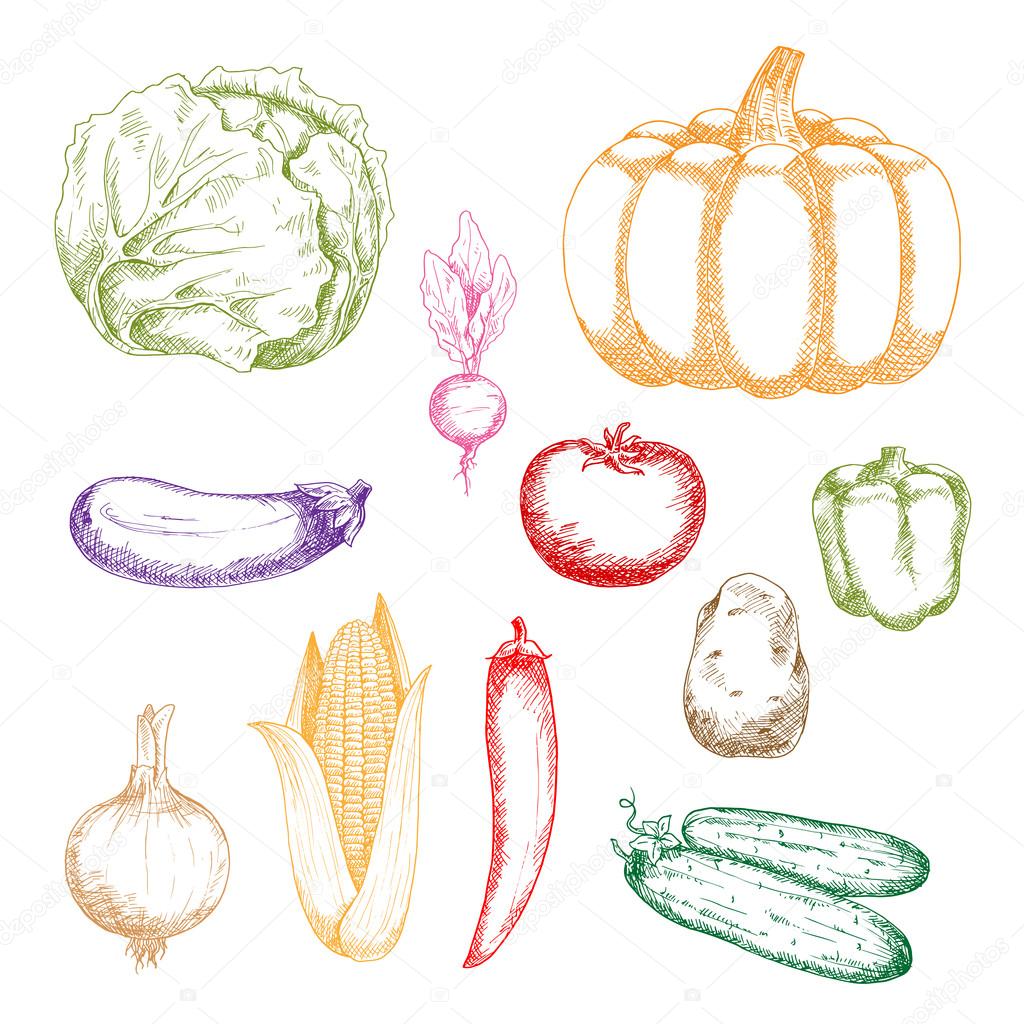 Farm vegetables retro sketch icons