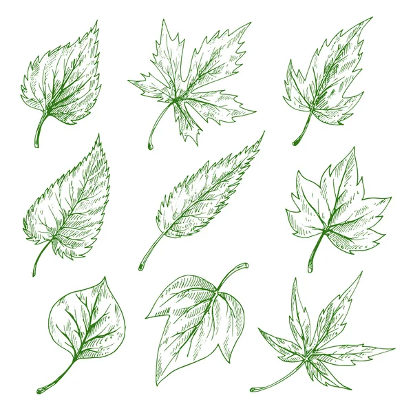 Green tree leaves sketches set — Stock Vector