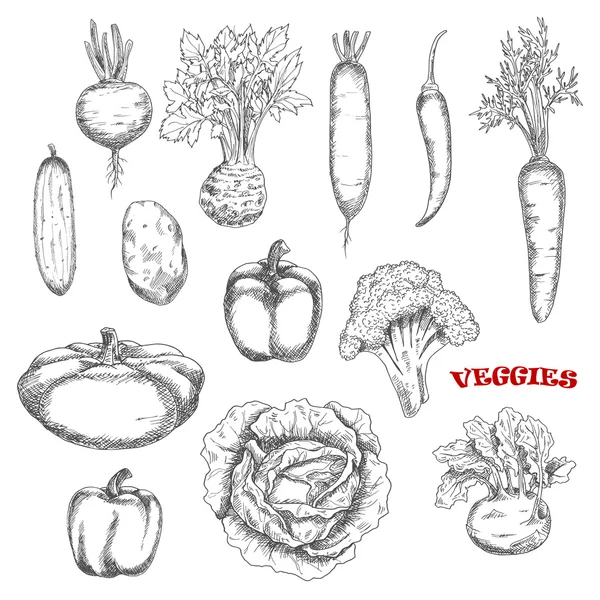 Healthful farm vegetables sketch icons — Stock Vector