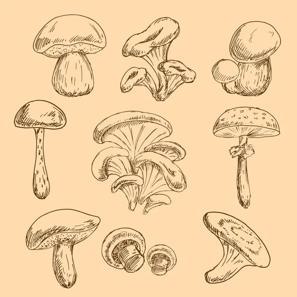 Isolated forest mushrooms sketches set — Stock Vector