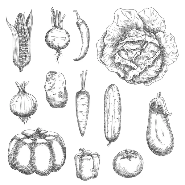 Bocetos retro de verduras de jardín — Archivo Imágenes Vectoriales