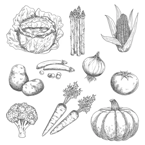 Granja madura verduras grabado bocetos — Vector de stock