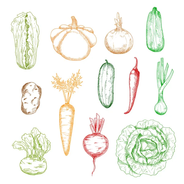 Bocetos de hortalizas de granja aisladas — Vector de stock