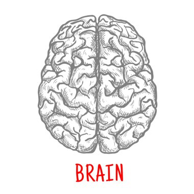 İnsan beyninin Üstten Görünüm