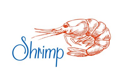 Kırmızı deniz karidesi veya karides çizimi