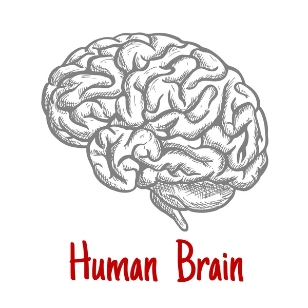 Isolerad mänsklig hjärna gravyr skiss — Stock vektor