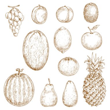 Taze hasat edilen meyvelerin çizimleri