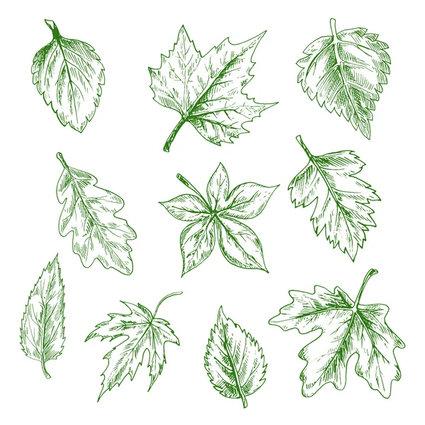 Hojas de árbol verde aisladas dibujadas — Vector de stock