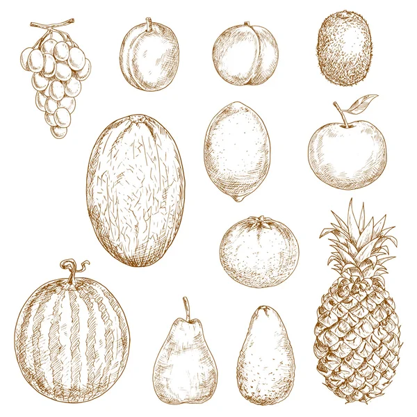 Croquis de fruits frais récoltés — Image vectorielle