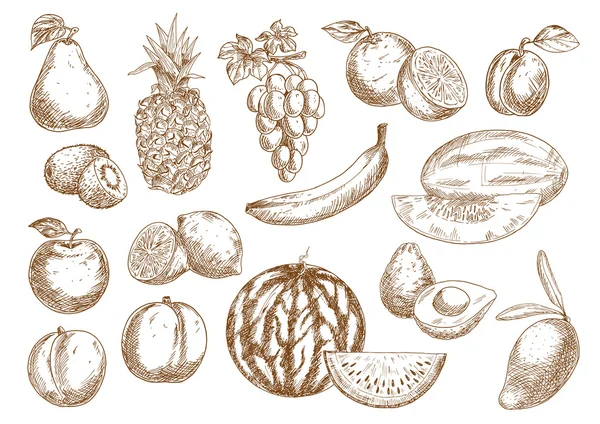 Сельскохозяйственные фрукты — стоковый вектор