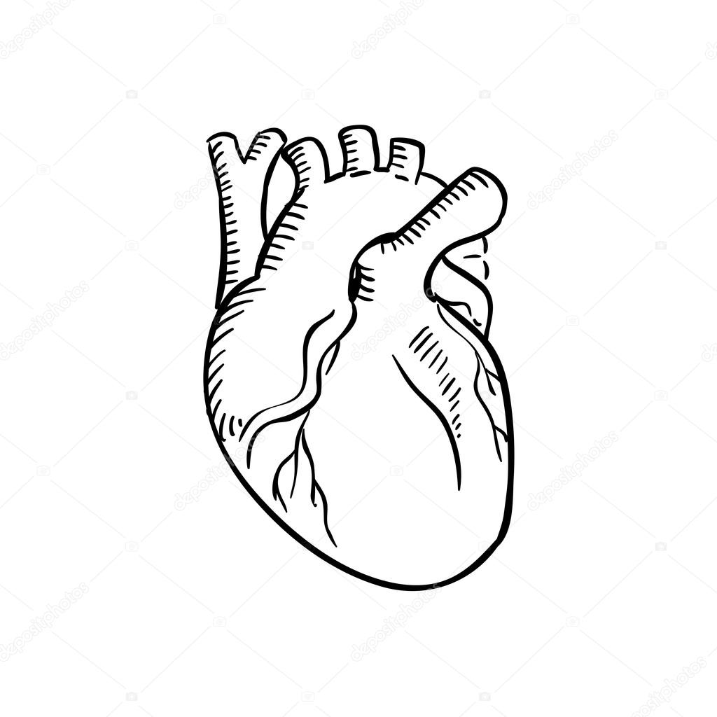 Featured image of post Drawing Outline Heart Images / 52 hand drawn hearts icon drawings.