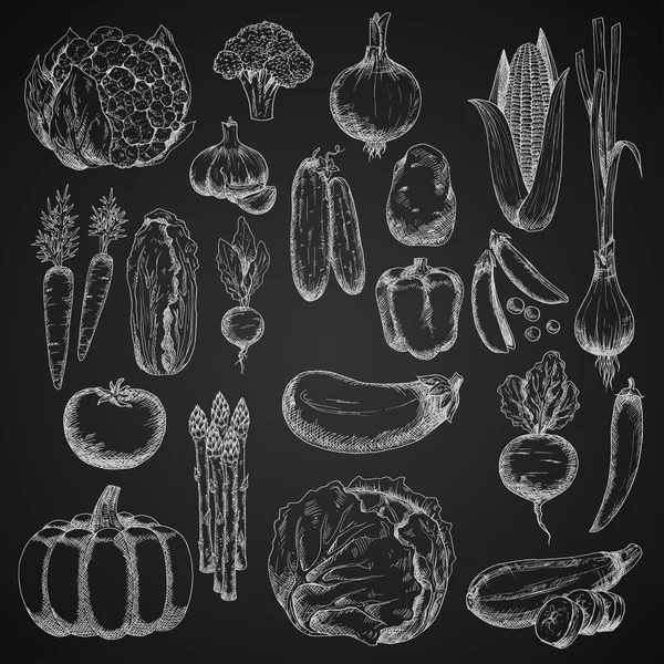 Chalk sketches of farm vegetables — Stock vektor