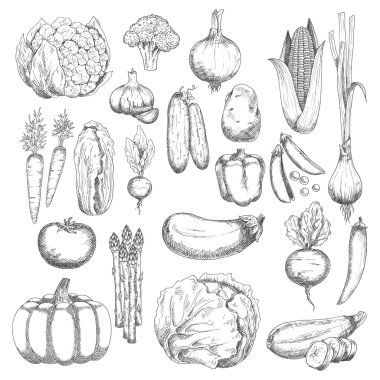 Wholesome farm vegetables sketches set