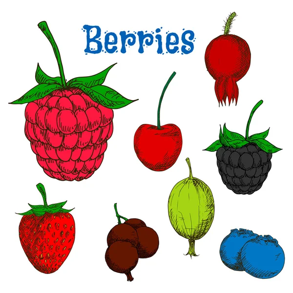 Bosquejos maduros de frutas de bayas coloridas — Vector de stock