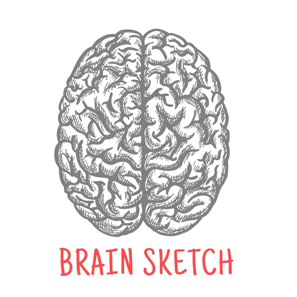 Sketsa kuno otak manusia untuk desain kreatif - Stok Vektor