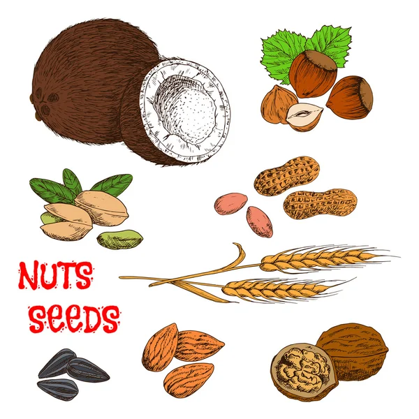 Nuts, seeds, beans and cereal sketch symbol — Stock Vector