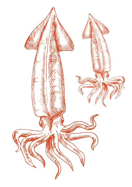 Disegno schizzo vintage di calamari rossi — Vettoriale Stock