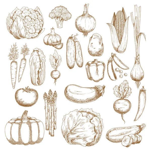 Herbstlicher Reichtum an frisch geerntetem Gemüse — Stockvektor