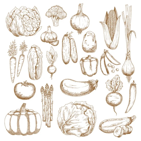 Autumnal abundance of freshly harvested vegetables — Stock Illustration Autumnal abundance of freshly harvested vegetables Vector Graphics