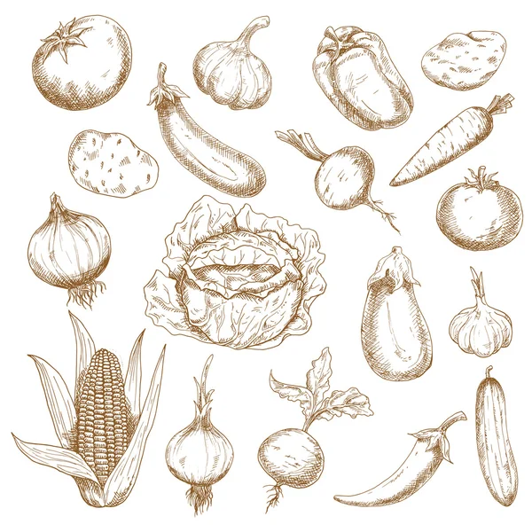 Bocetos retro de verduras de cosecha otoñal — Vector de stock