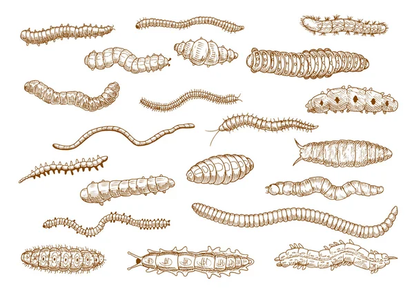 Caterpillars, larvae, worms, slugs, centipedes — Stock Vector