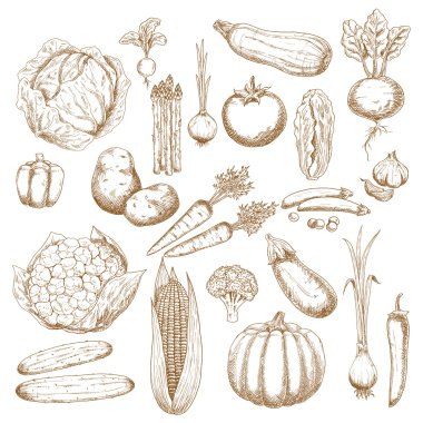 Organik sağlıklı sebze retro çizimler