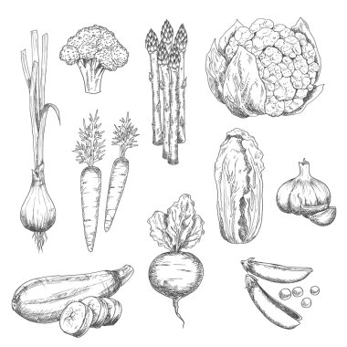 Vejetaryen gıda tasarımı için taze sebze kroki