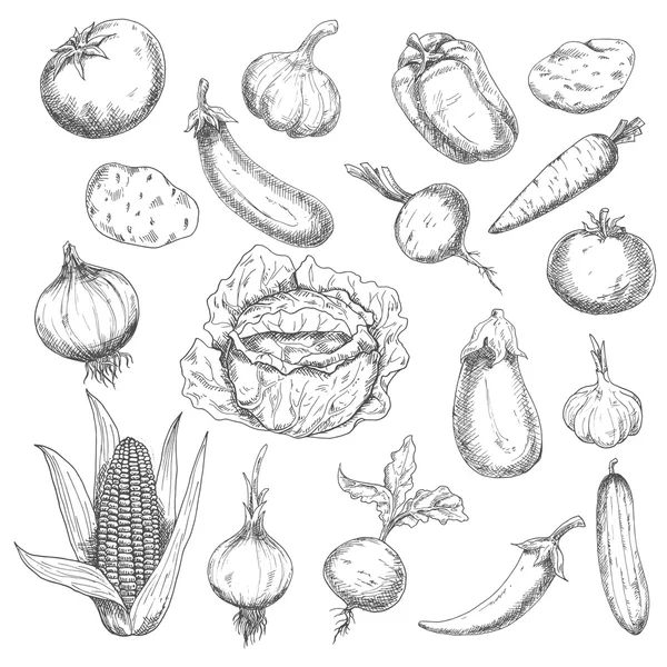 Croquis d'aliments sains avec légumes frais — Image vectorielle