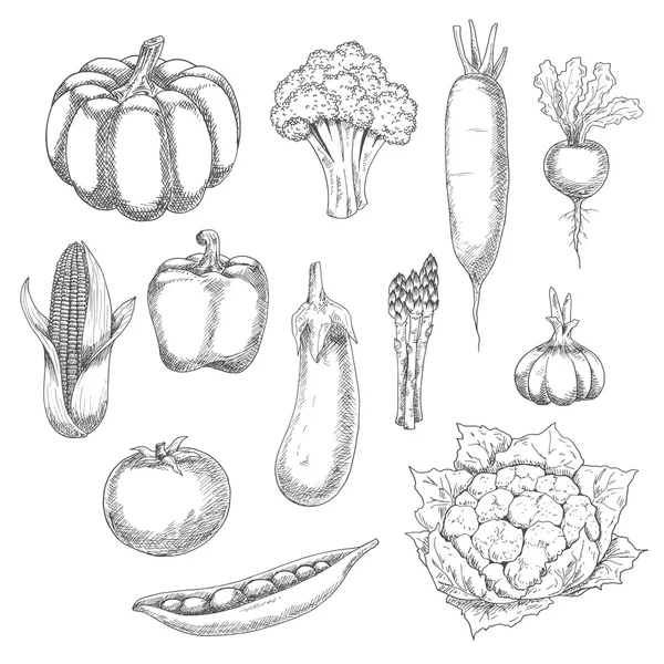 Croquis de légumes biologiques pour le design agricole — Image vectorielle