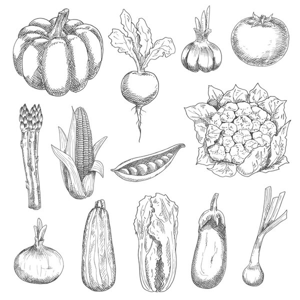 Healthful fresh vegetables engraving sketches