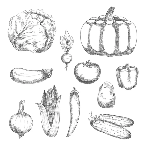 Verduras frescas bosquejadas para el diseño agrícola — Archivo Imágenes Vectoriales