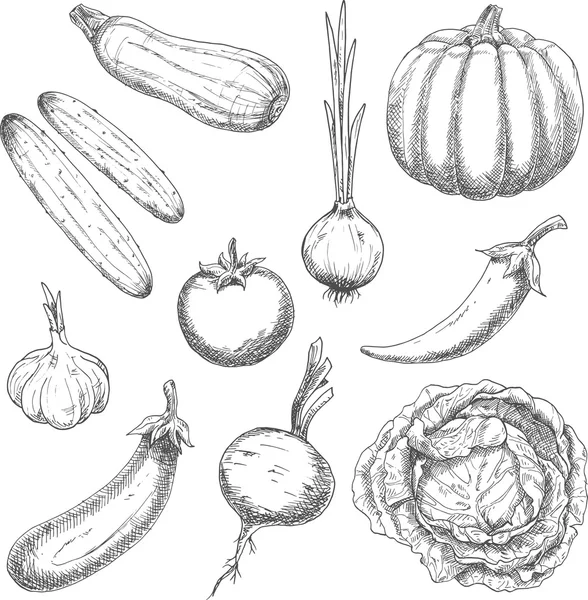 Farm vegetables sketches for agriculture design — Stock Vector