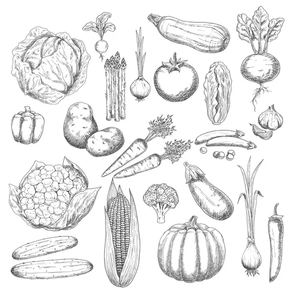 Schizzo della raccolta autunnale simbolo con verdure fresche — Vettoriale Stock