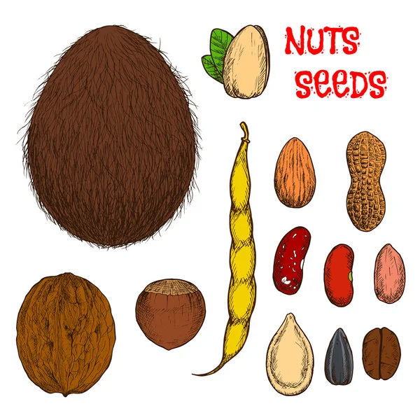 Healthy nutritious nuts, beans and seeds sketches — Stock Vector